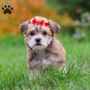 Madeline, Morkie / Yorktese Puppy